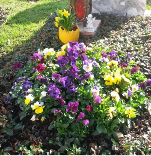 Grabbepflanzung im Frühling - München Westfriedhof - Sylvia Held Friedhofgartenbau & Blumengeschäft - München
